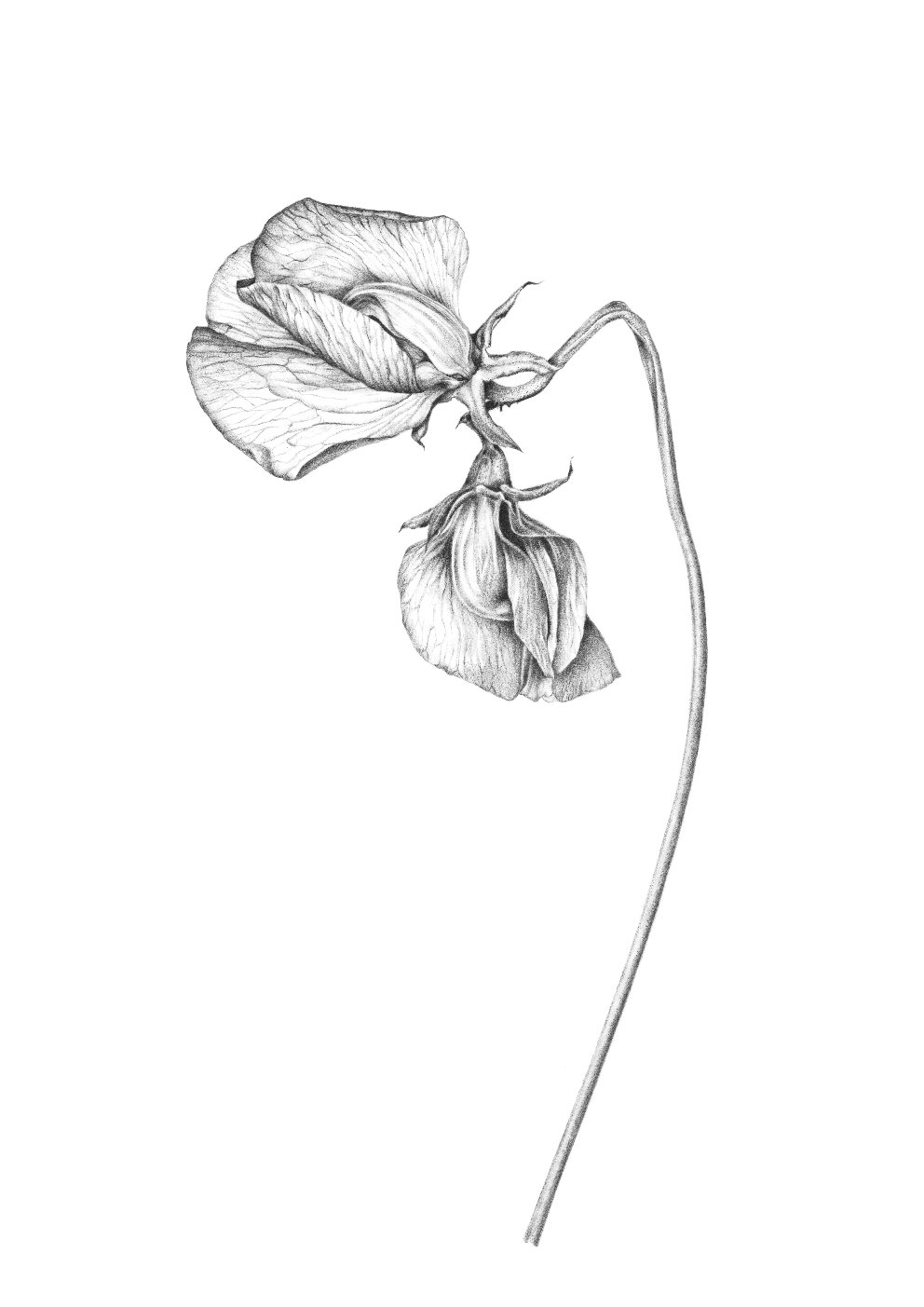 992x1403 sweet pea flower darya artworks - Sweet Pea Flower Drawing