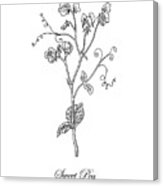 163x186 sweet pea flower botanical drawing drawing - Sweet Pea Flower Drawing
