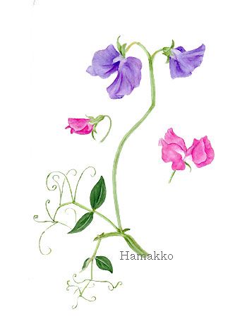 350x452 check out sweet pea flowers frame from flower - Sweet Pea Flower Drawing