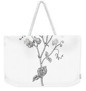 170x180 sweet pea flower botanical drawing wood print - Sweet Pea Flower Drawing