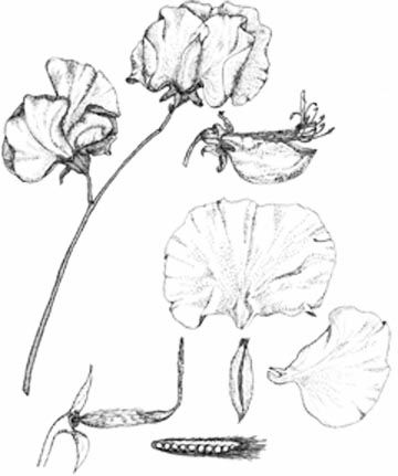 360x431 sweet pea flower drawing black and white acaule full flower draw - Sweet Pea Flower Drawing