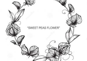 300x210 sweet pea flower drawing sweet peas flowers drawing sketch lineart - Sweet Pea Flower Drawing