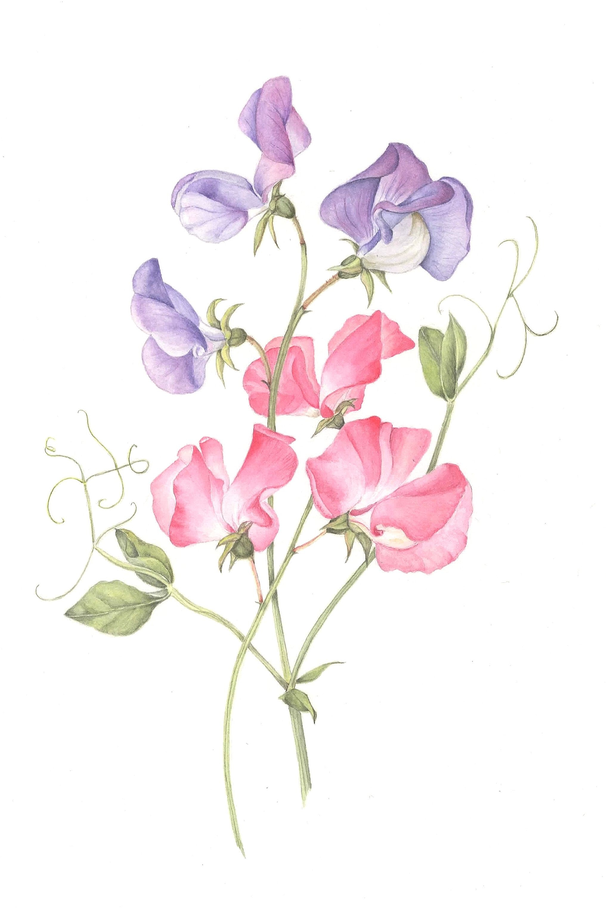 Sweet Pea Flower Drawing at Explore collection of