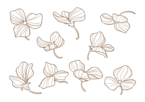 286x200 sweet pea flower sketch - Sweet Pea Flower Drawing