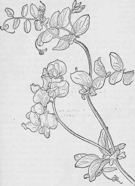 452x621 sweet pea flower tattoo black and white - Sweet Pea Flower Drawing