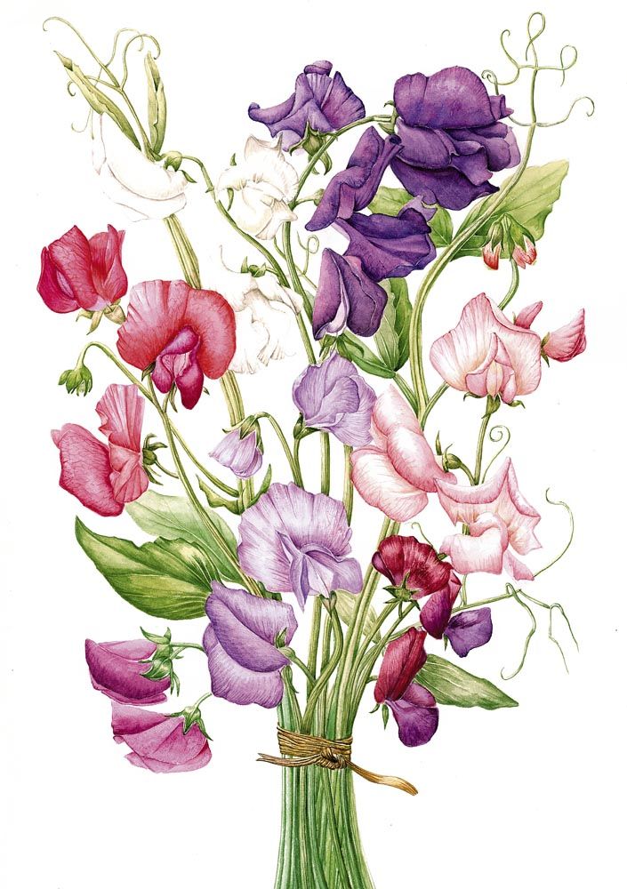 705x1000 sweet pea flowers drawing - Sweet Pea Flower Drawing