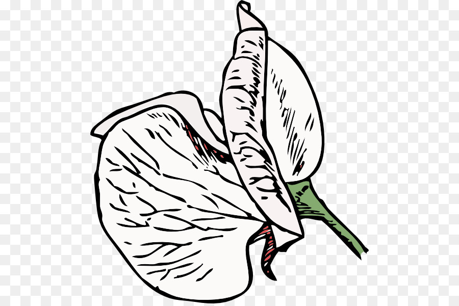 900x600 Flower, Drawing, Vine, Transparent Png Image Clipart Free Download - Sweet Pea Flower Drawing