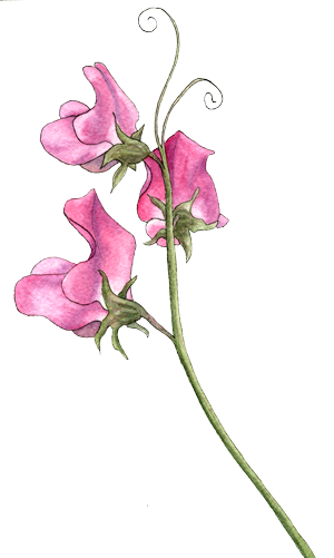 300x501 sweet pea flower drawing pictures and cliparts, download free - Sweet Pea Flower Drawing