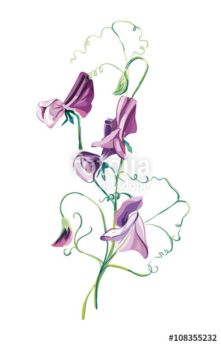 321x500 sweet pea flowers brunch pattern from flowers greeting cards - Sweet Pea Flower Drawing