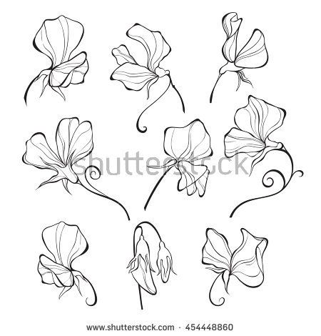 450x470 sweet peas vector floral set flowers isolated on white - Sweet Pea Flower Drawing