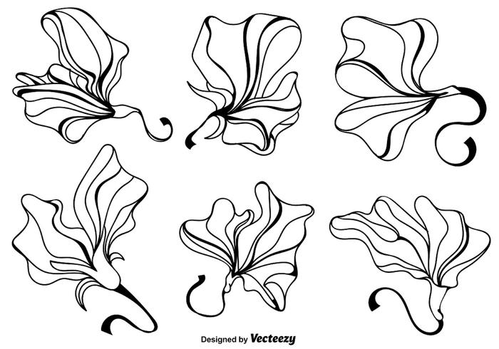 700x490 vector sweet pea flowers vector - Sweet Pea Flower Drawing