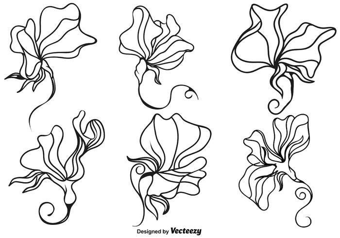 700x490 vector sweet peas flower illustration - Sweet Pea Flower Drawing