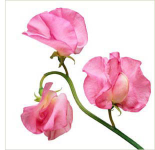 310x300 flowers for flower lovers sweet pea flowers - Sweet Pea Flower Drawing