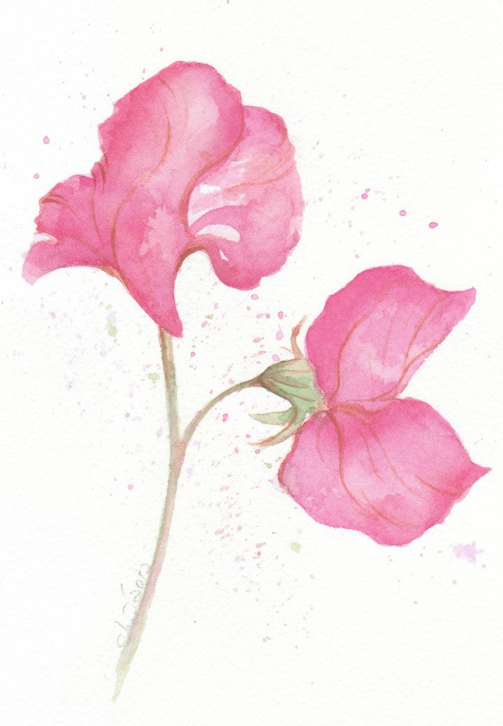 720x1039 flowers drawings inspiration pink sweet pea - Sweet Pea Flower Drawing