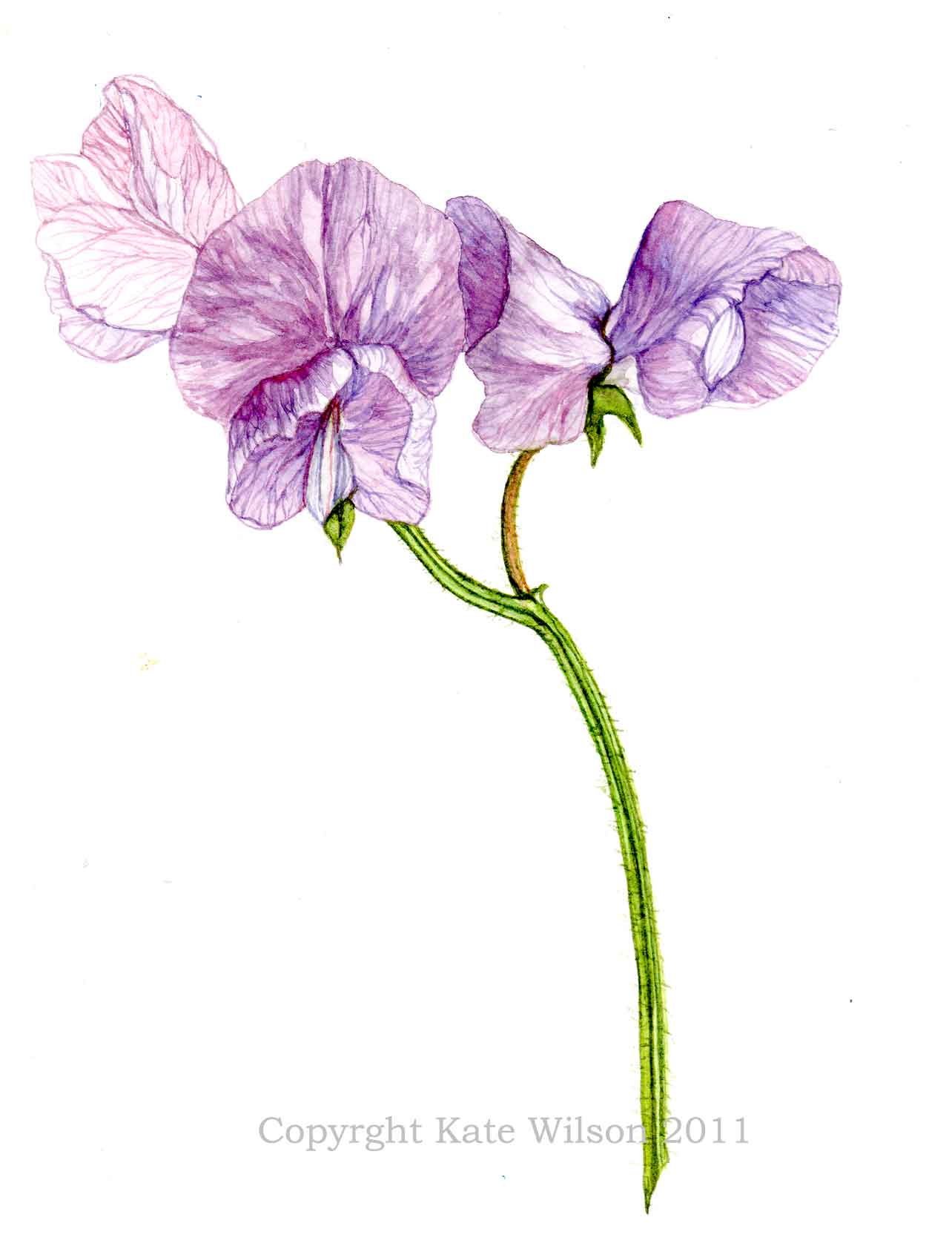 1284x1684 sweet pea kate wilson - Sweet Pea Flower Drawing