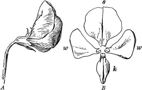 474x300 flowers drawings inspiration how to draw a sweet pea flower - Sweet Pea Flower Drawing