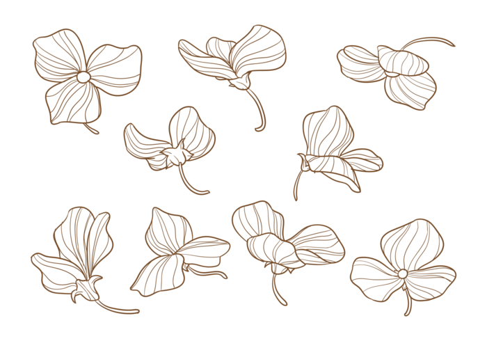 700x490 hand drawn sweet pea flowers stock images - Sweet Pea Flower Drawing