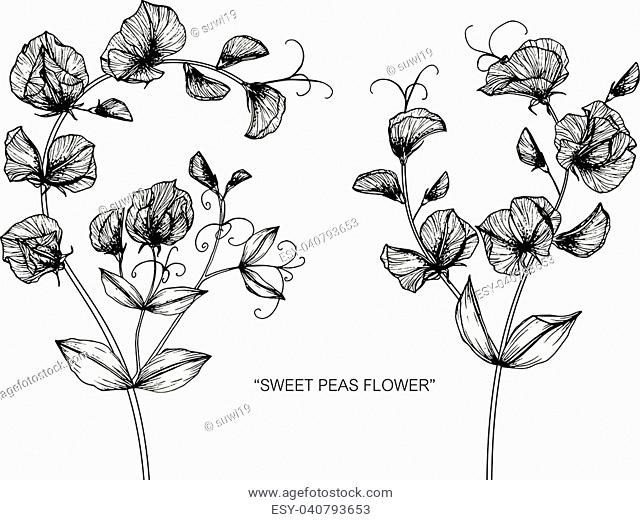 640x520 hand and sweet pea flowers stock photos and images age fotostock - Sweet Pea Flower Drawing