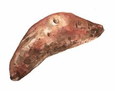 Sweet Potato Drawing