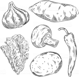 260x251 download drawn sweet potato clipart sweet potatoes drawing sketch - Sweet Potato Drawing