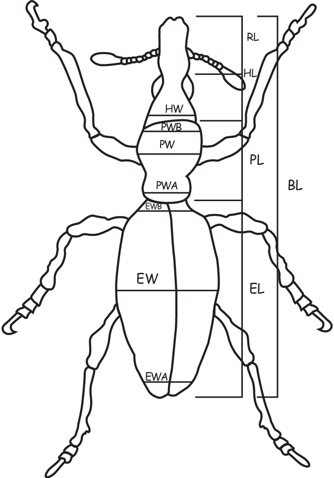 674x965 drawing of adult sweet potato weevil showing linear measurements - Sweet Potato Drawing