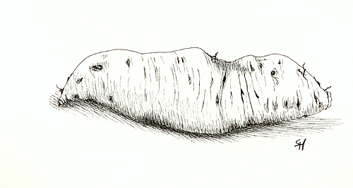 500x266 sweet potato i like when people show the inked drawing - Sweet Potato Drawing