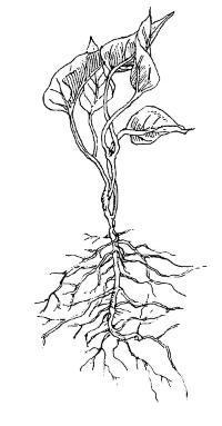 200x383 sweet potato varieties - Sweet Potato Drawing