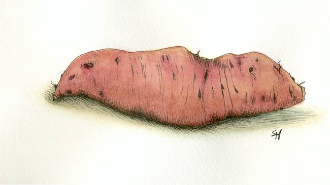 650x365 sweet potato - Sweet Potato Drawing