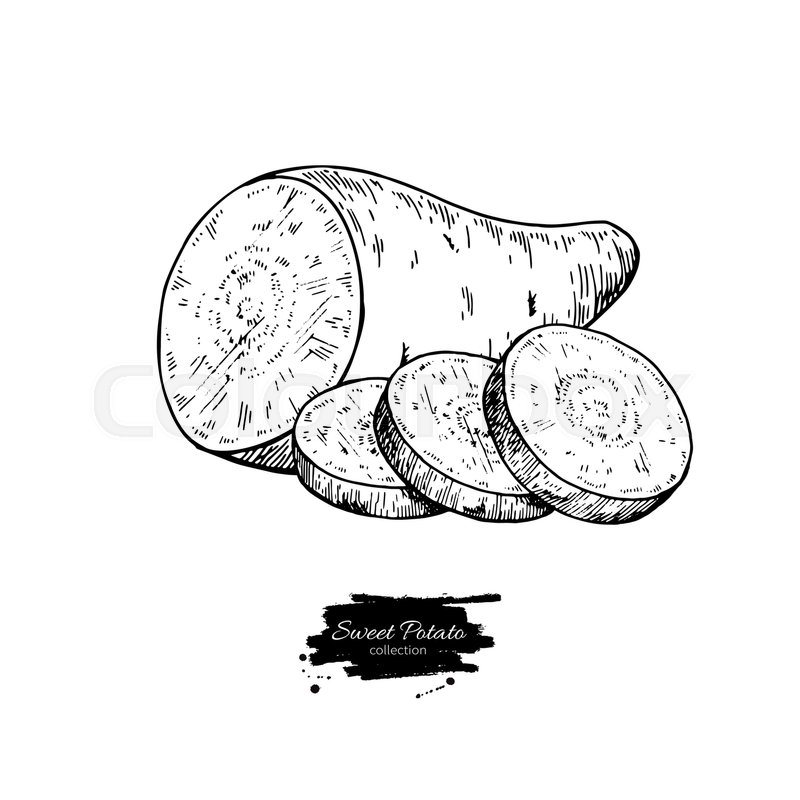 800x800 sweet potato hand drawn vector stock vector colourbox - Sweet Potato Drawing