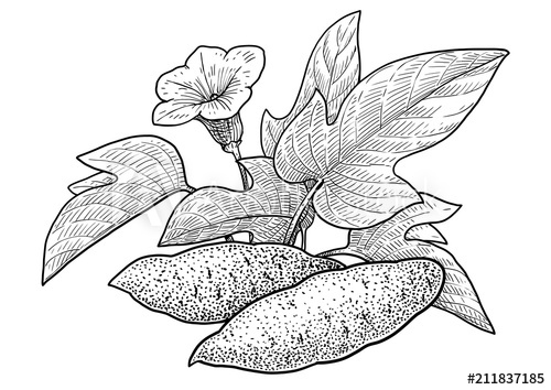 500x354 sweet potato illustration, drawing, engraving, ink, line art - Sweet Potato Drawing