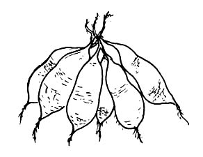 292x225 sweet potato - Sweet Potato Drawing