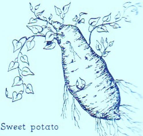 496x470 a lovely garden sweet potatoes and yams - Sweet Potato Drawing