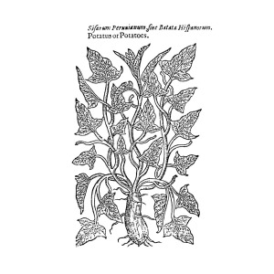 300x300 botany sweet potato, drawing - Sweet Potato Drawing