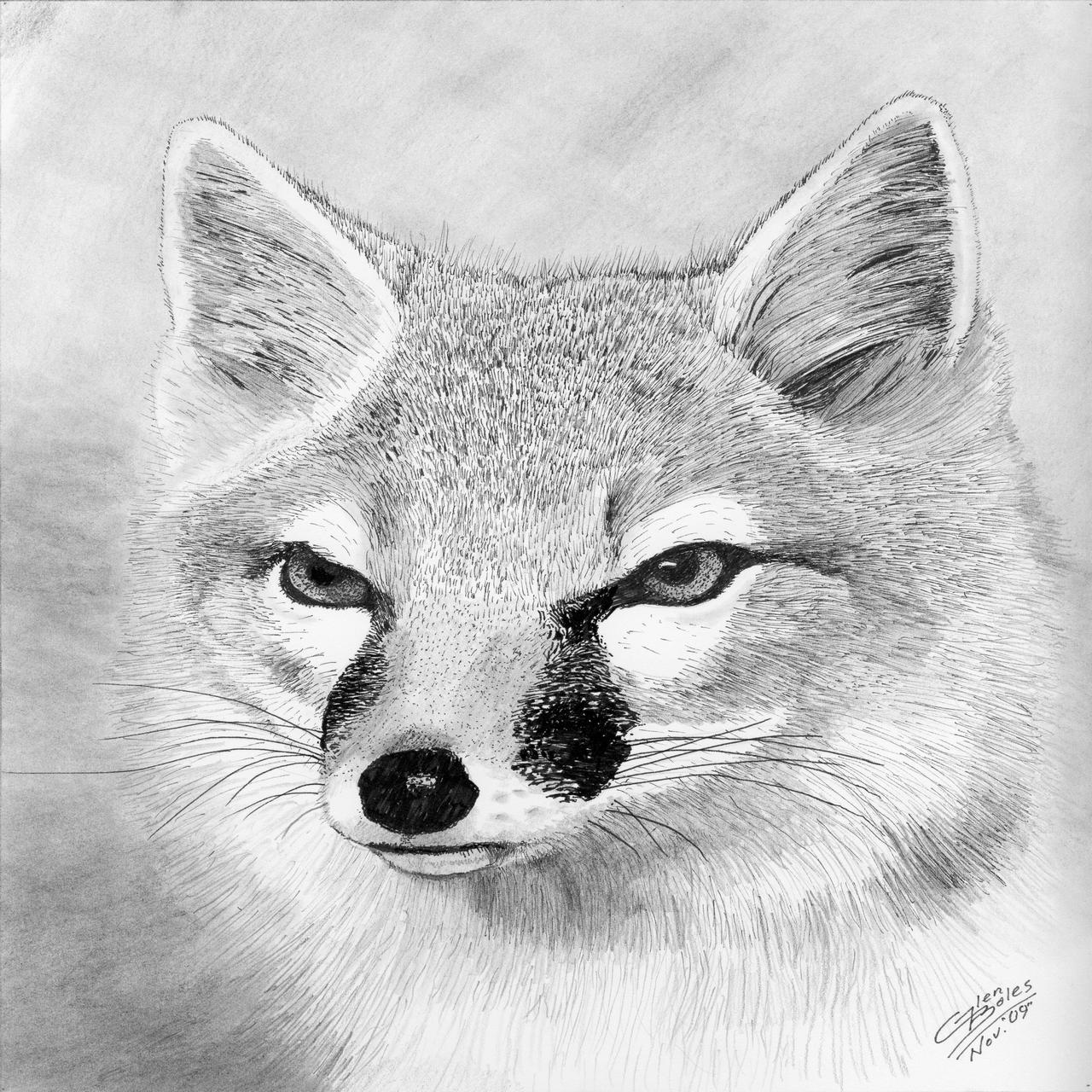 1280x1280 Glen Boles - Swift Fox Drawing