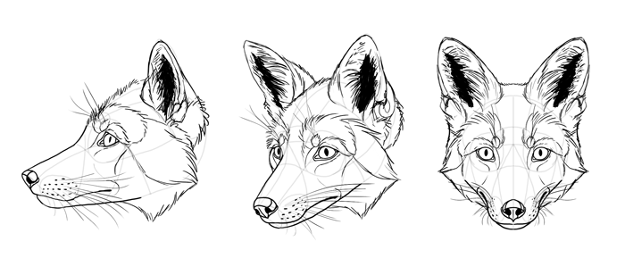700x289 How To Draw A Fox Step - Swift Fox Drawing