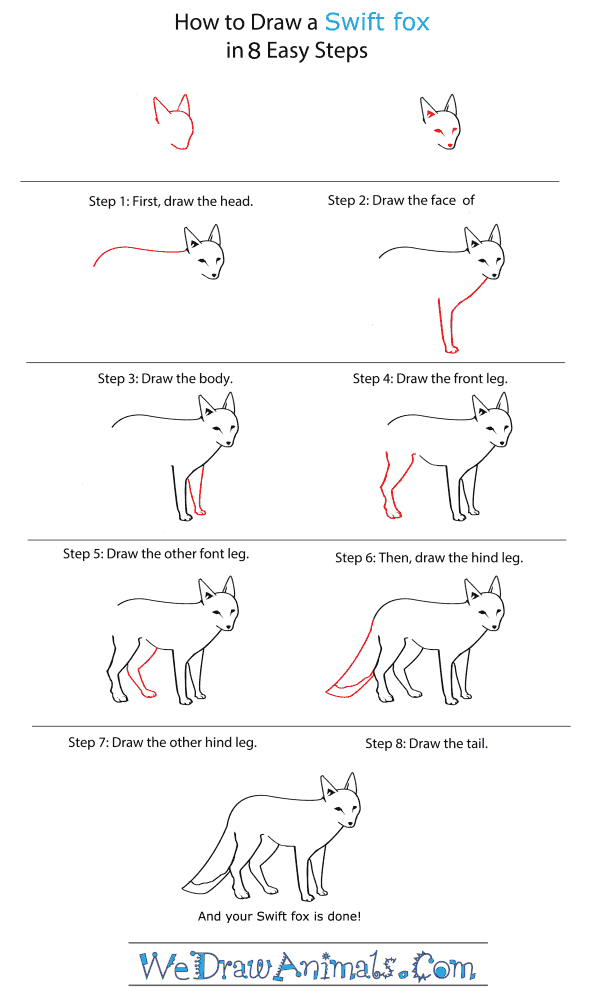 600x1000 How To Draw A Swift Fox - Swift Fox Drawing