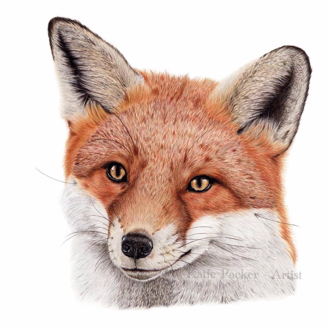 1080x1080 original, 'curious fox' drawing katie packer artist - Swift Fox Drawing