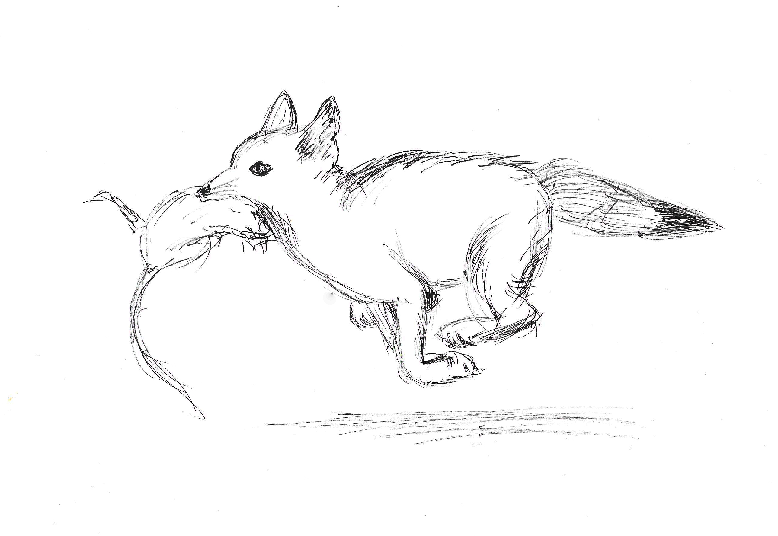 2577x1776 Swift Fox - Swift Fox Drawing
