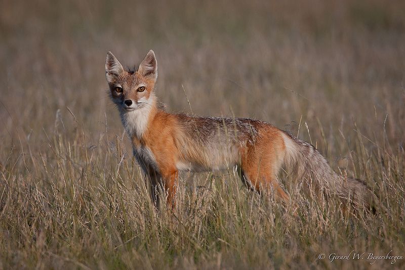 Swift Fox Drawing at PaintingValley.com | Explore collection of Swift ...