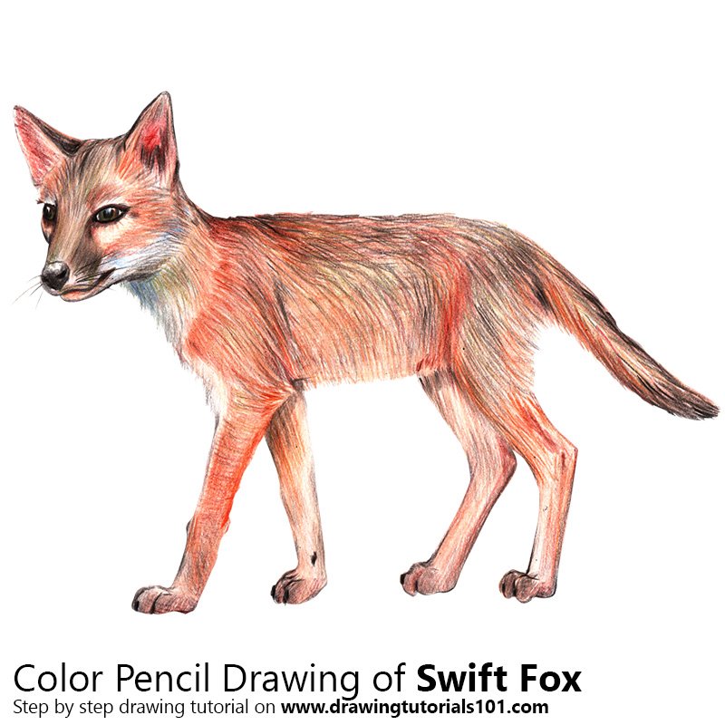 800x800 Swift Fox Colored Pencils - Swift Fox Drawing