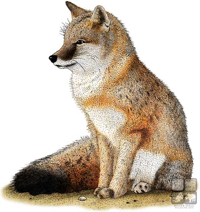 650x689 Swift Fox Stock Art Illustration - Swift Fox Drawing