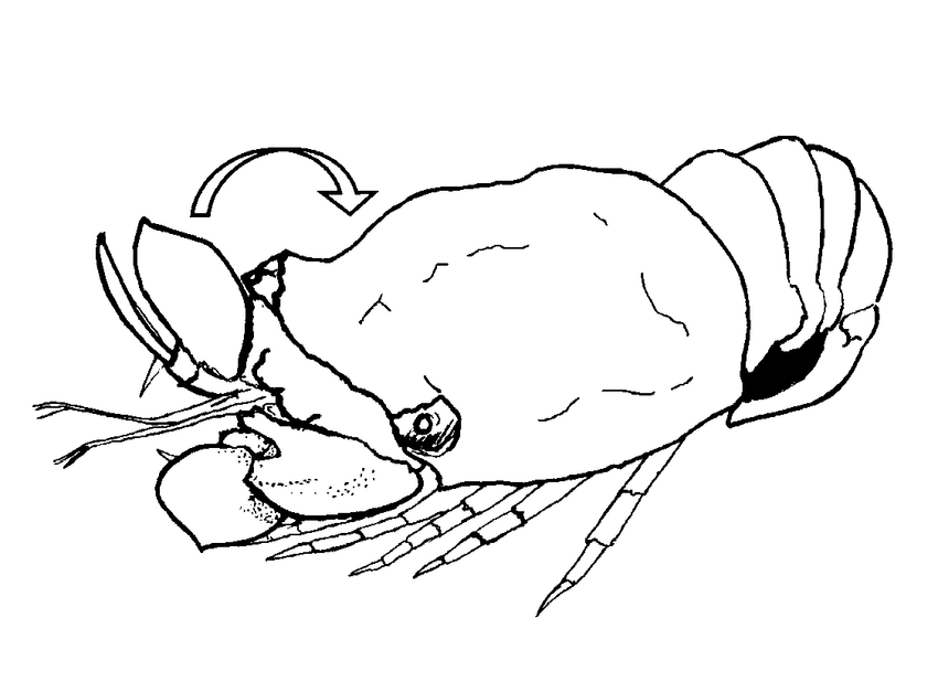 850x618 schematic representation of the turning during swimming - Swimming Drawing