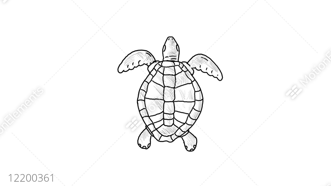 1280x720 sea turtle swimming drawing animation stock animation - Swimming Drawing