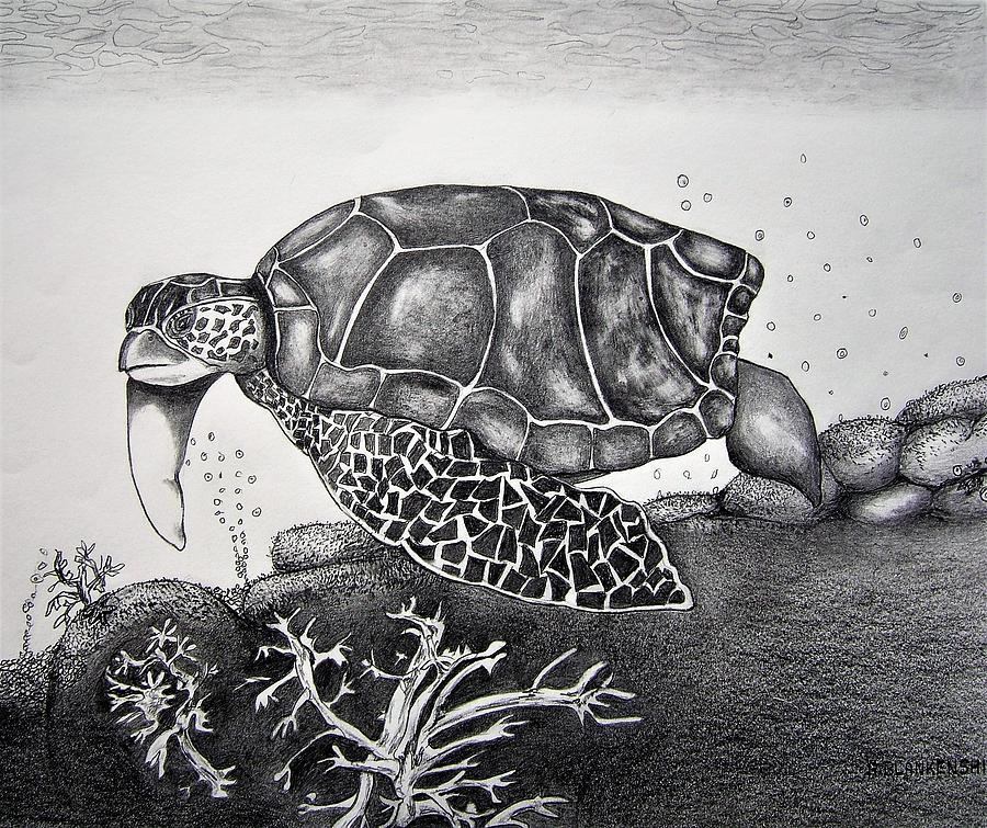 900x755 sea turtle swimming drawing - Swimming Drawing