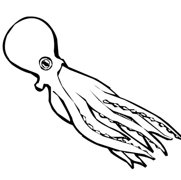 594x591 octopus drawing swimming for free download - Swimming Drawing Images