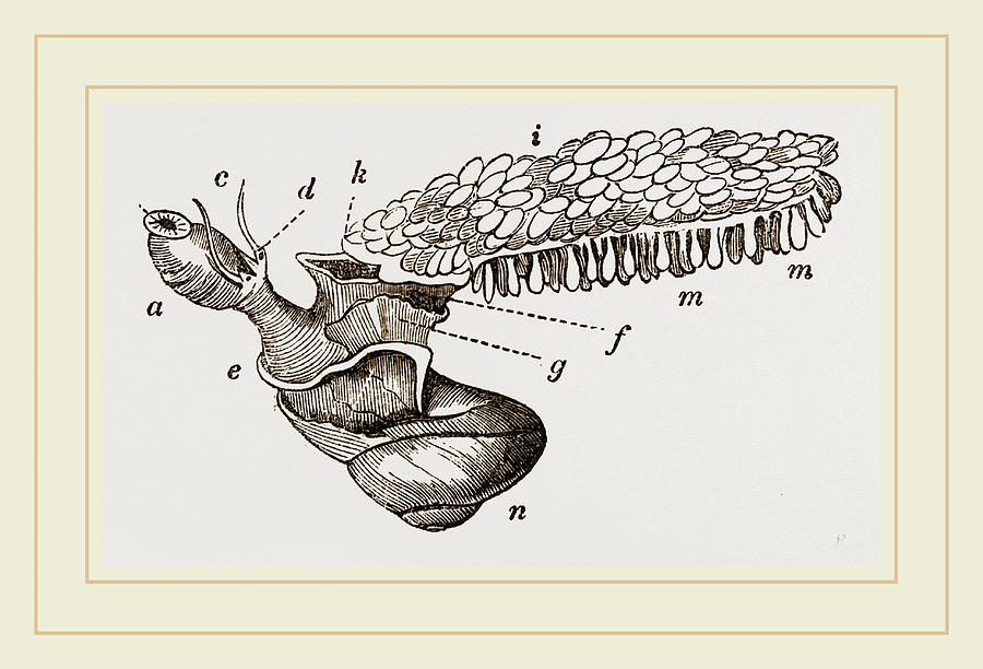 900x612 oceanic snail swimming drawing - Swimming Drawing Images