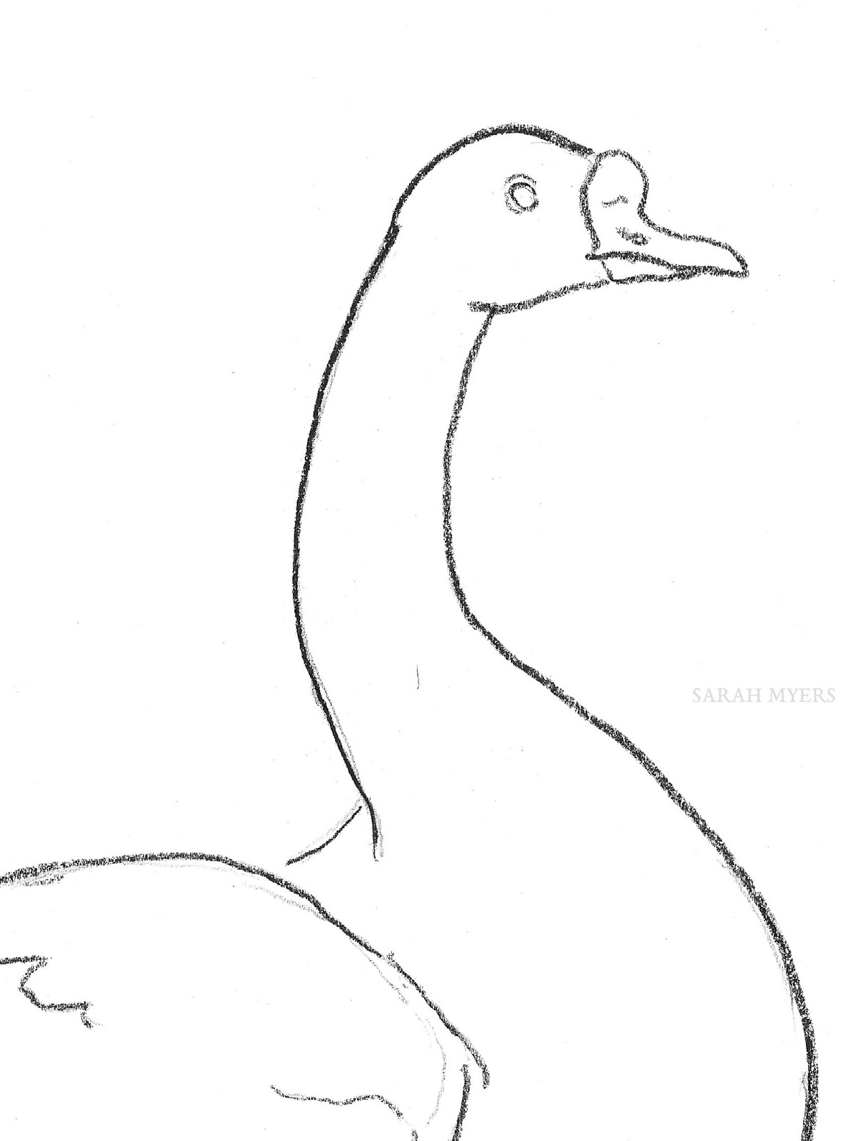 1180x1600 the other oeuvre goose swimming - Swimming Drawing Images