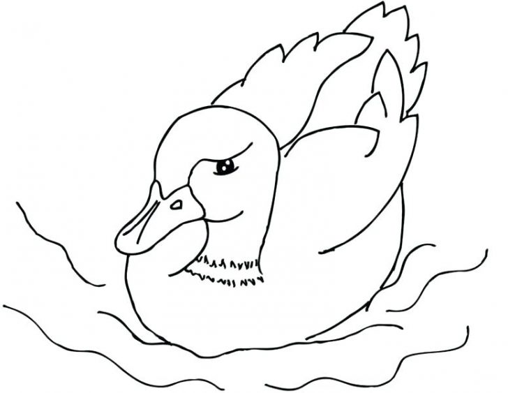 728x563 duckling swimming in bowl coloring - Swimming Drawing Images