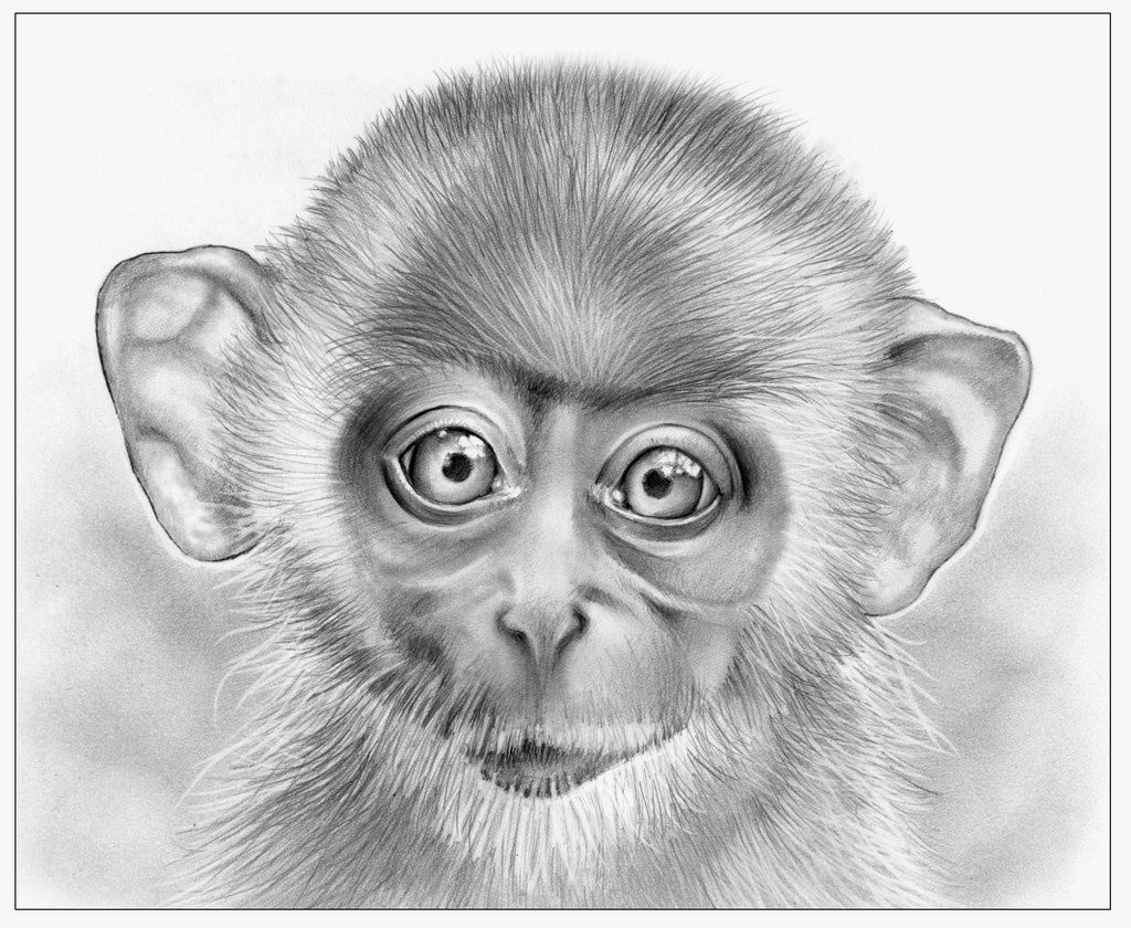 Swinging Monkey Drawing At Paintingvalley Com Explore