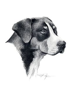 255x300 greater swiss mountain dog drawing x art print - Swiss Drawing